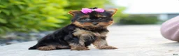 Yorkshire Terrier dogs for sale: Lola - Ad 6