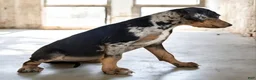 Catahoula Leopard Dog dogs for sale: Jesse 2026 F4 - Ad 7