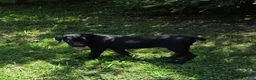 Cane Corso dogs for sale: Dean AKC green collar - Ad 6