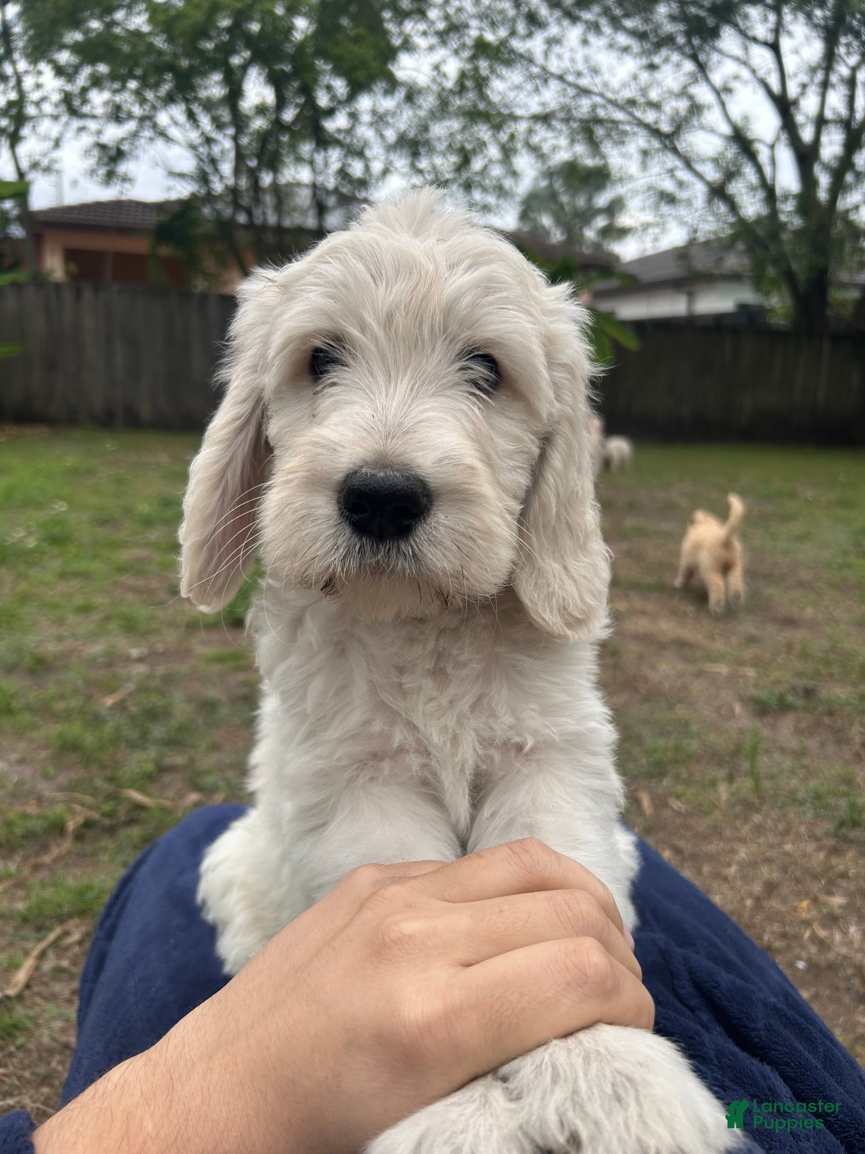 Goldendoodle dogs Olaf - Ad 23