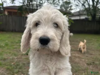 Goldendoodle dogs Olaf - Ad 23