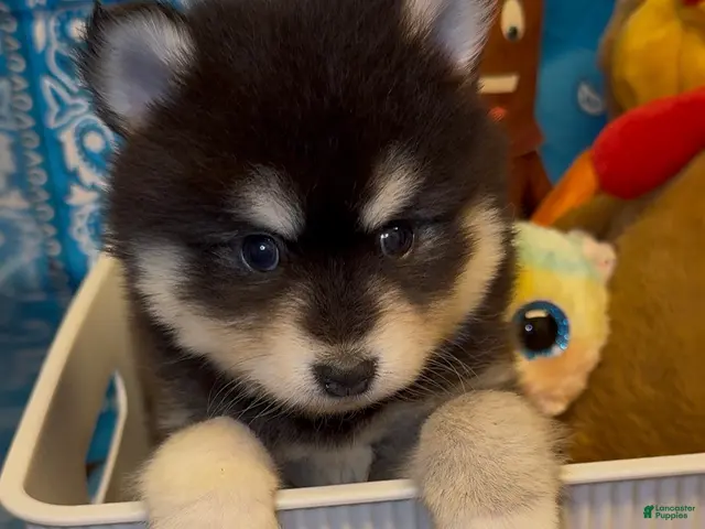 Pomsky dogs for sale: Loki - Ad 18