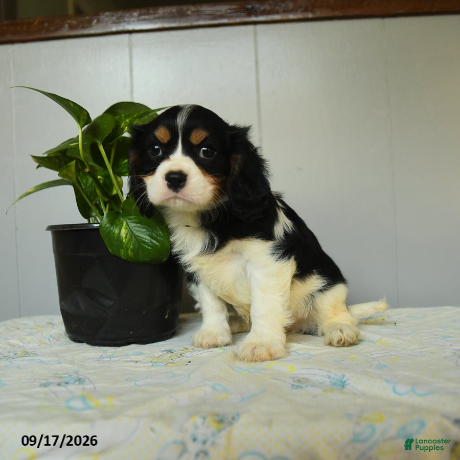 Cavalier King Charles Spaniel dogs Pauly - Ad 2
