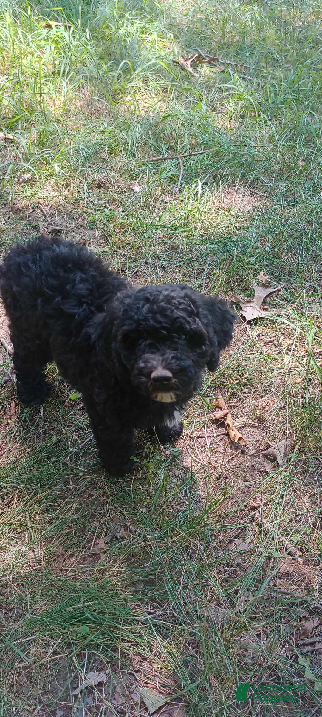 Mini Goldendoodle dogs for sale: Miss Waxwing - Ad 1