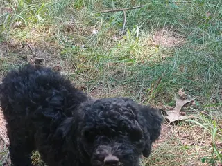 Mini Goldendoodle dogs Miss Waxwing - Ad 8