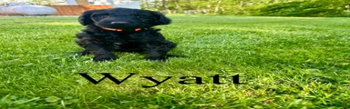 Wyatt- Standard F1B