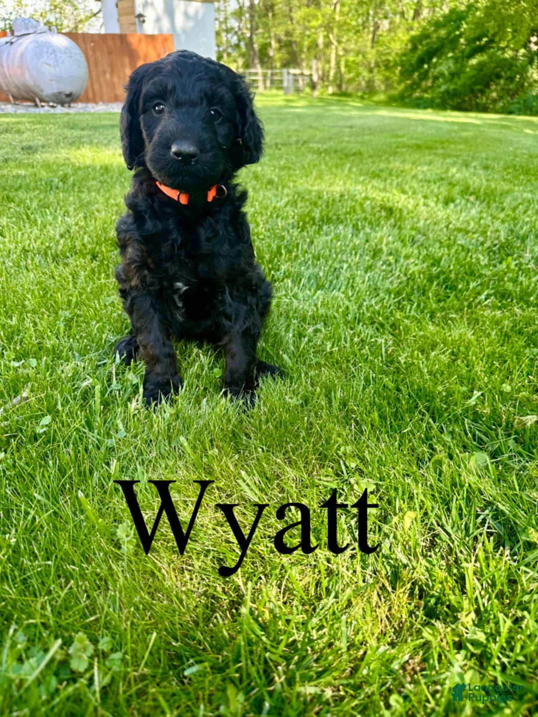 Goldendoodle dogs for sale: Wyatt- Standard F1B - Ad 1