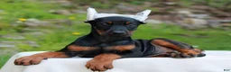 Doberman Pinscher dogs for sale: Arielle  - Ad 3