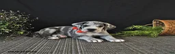 Great Dane dogs for sale: Bleu - Ad 4