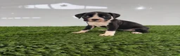 Boxer dogs for sale: Myla - Ad 3
