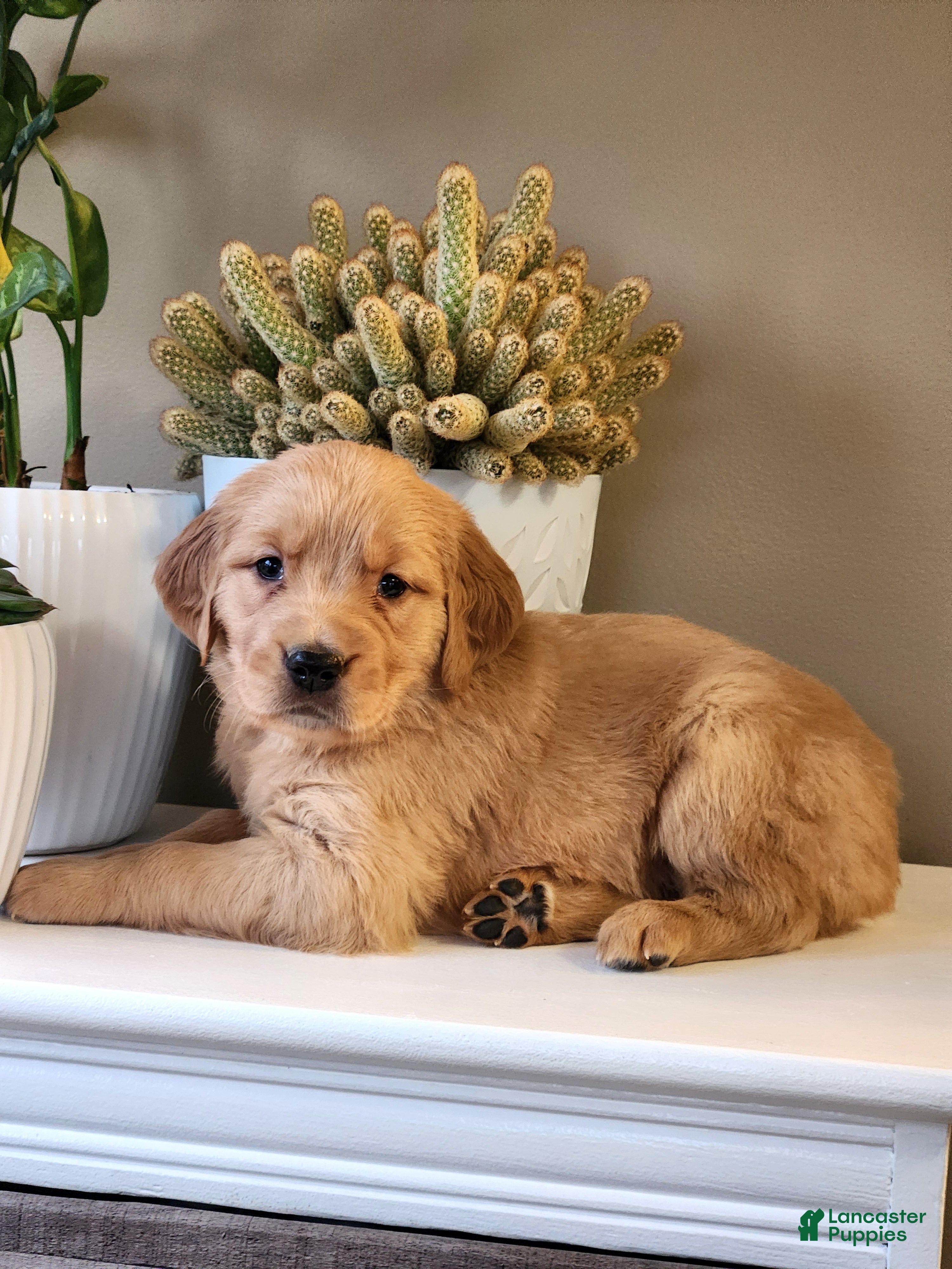 Golden Retriever dogs Robby - Ad 31