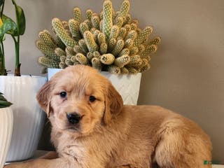 Golden Retriever dogs Robby - Ad 29