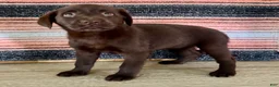 Labrador Retriever dogs for sale: Cloe  - Ad 9