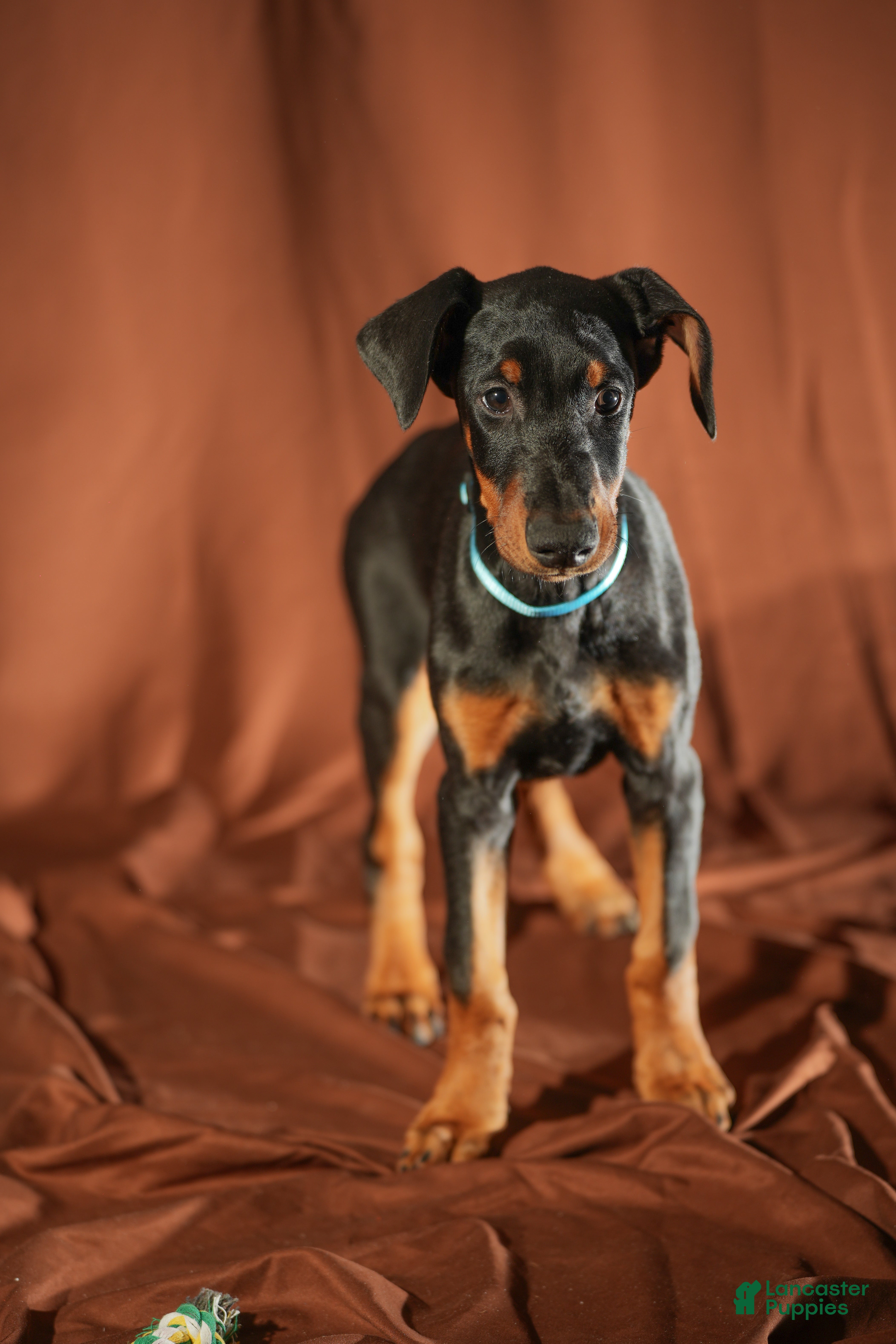 Doberman Pinscher dogs Blue - Ad 40
