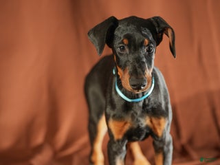 Doberman Pinscher dogs Blue - Ad 40