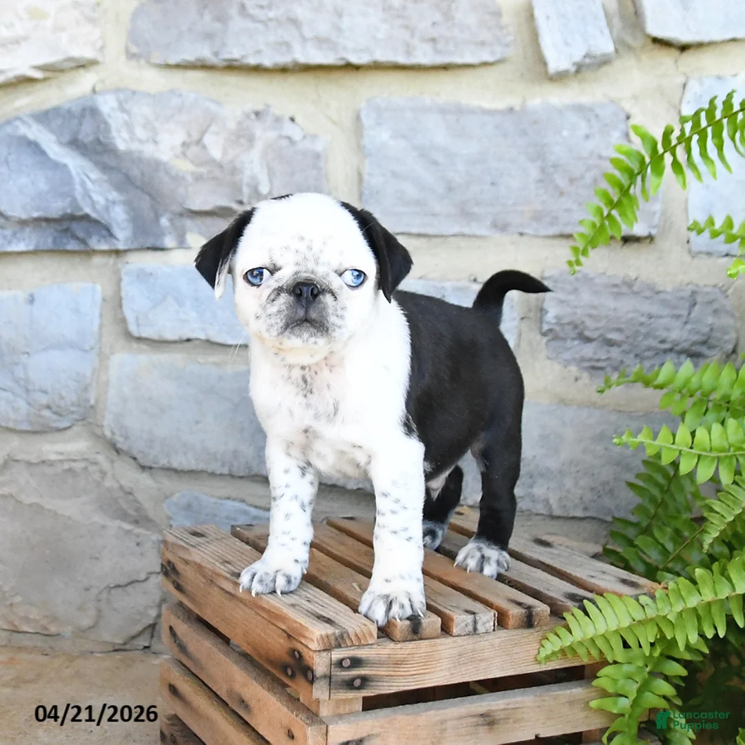 Pug dogs for sale: Blizzard - Ad 1