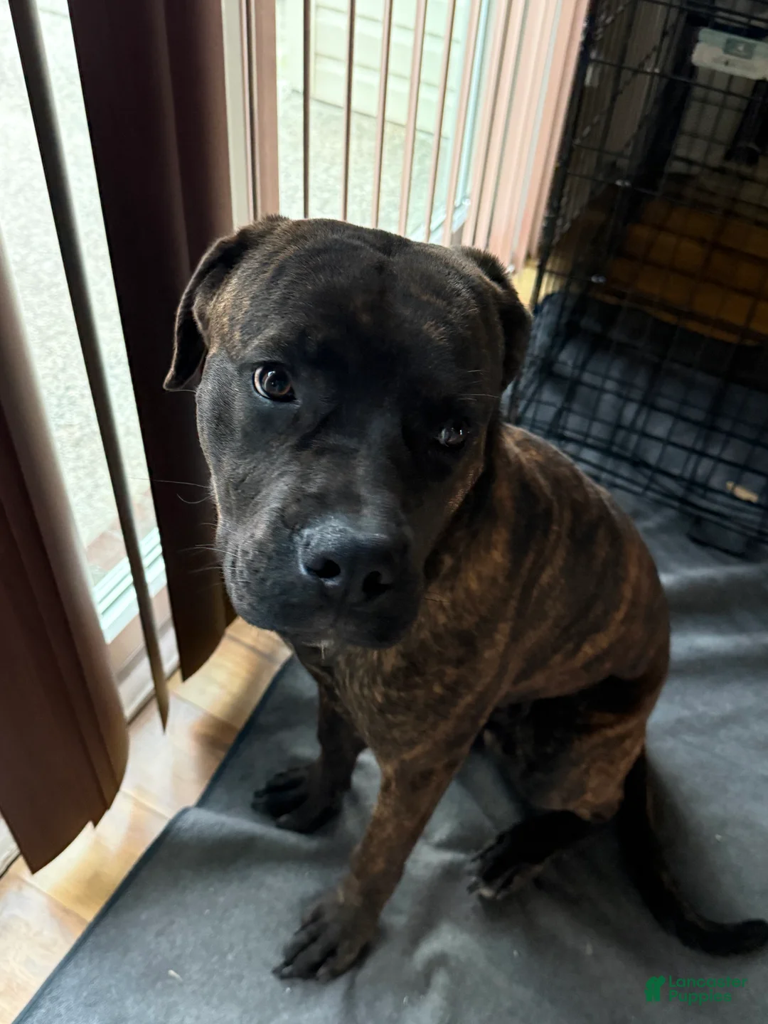 Mixed Breed dogs for sale: Mixed Breed Puppy 1 - Ad 3