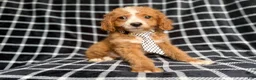 Cockapoo dogs for sale: Jett - Ad 2