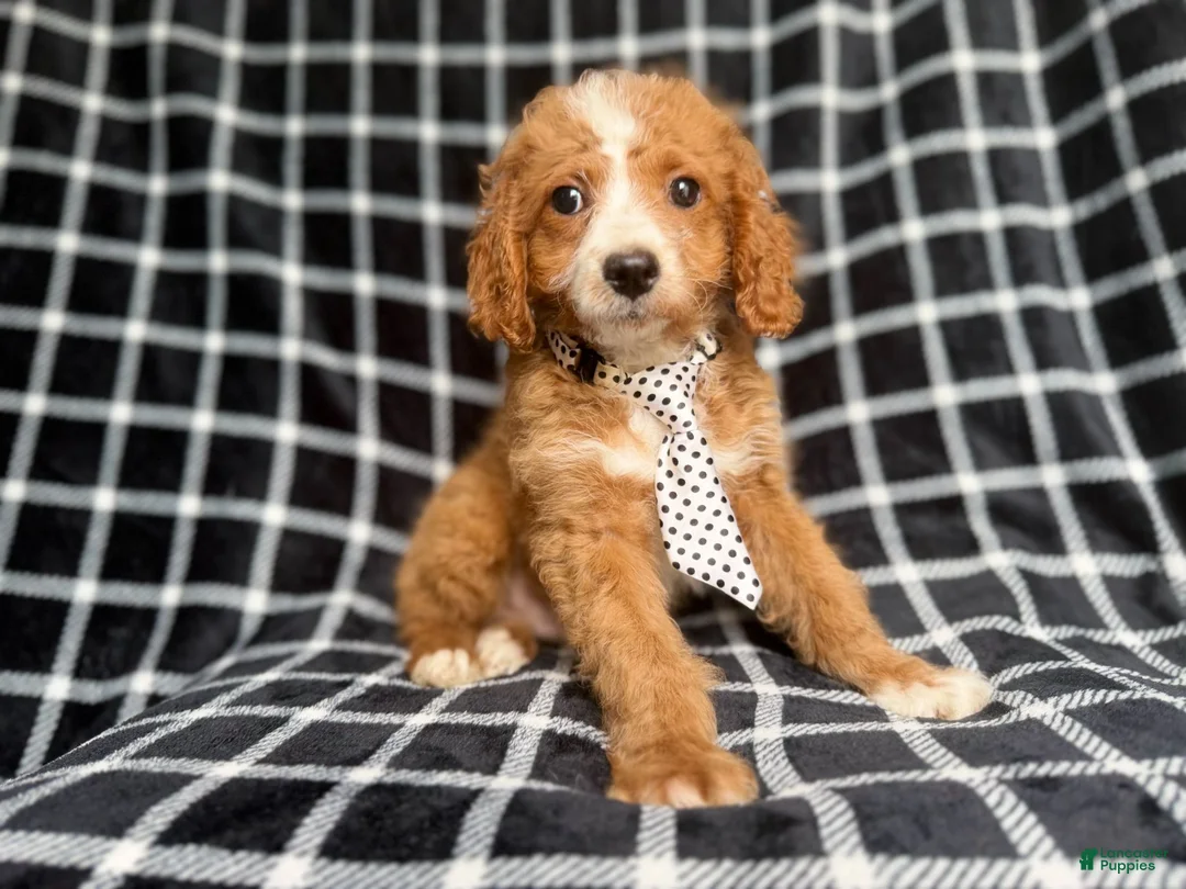 Cockapoo dogs for sale: Jett - Ad 2