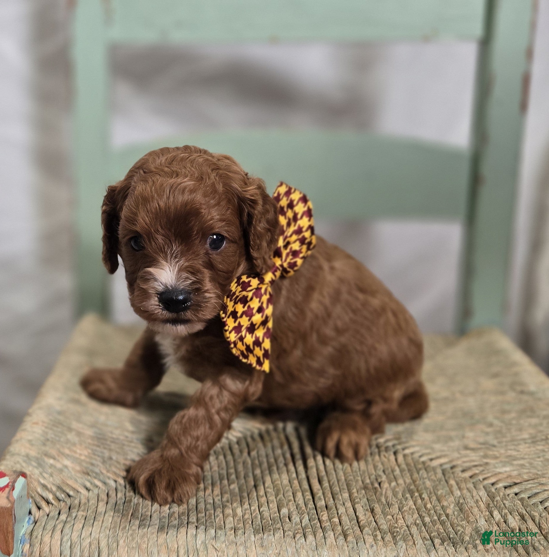 Cavapoo dogs Tinker - Ad 40