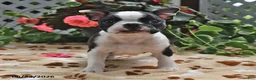 Boston Terrier dogs for sale: Micah - Ad 3