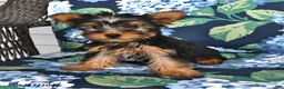 Yorkshire Terrier dogs for sale: Truffle  - Ad 5