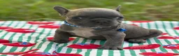 French Bulldog dogs for sale: JET BLUE - Ad 2