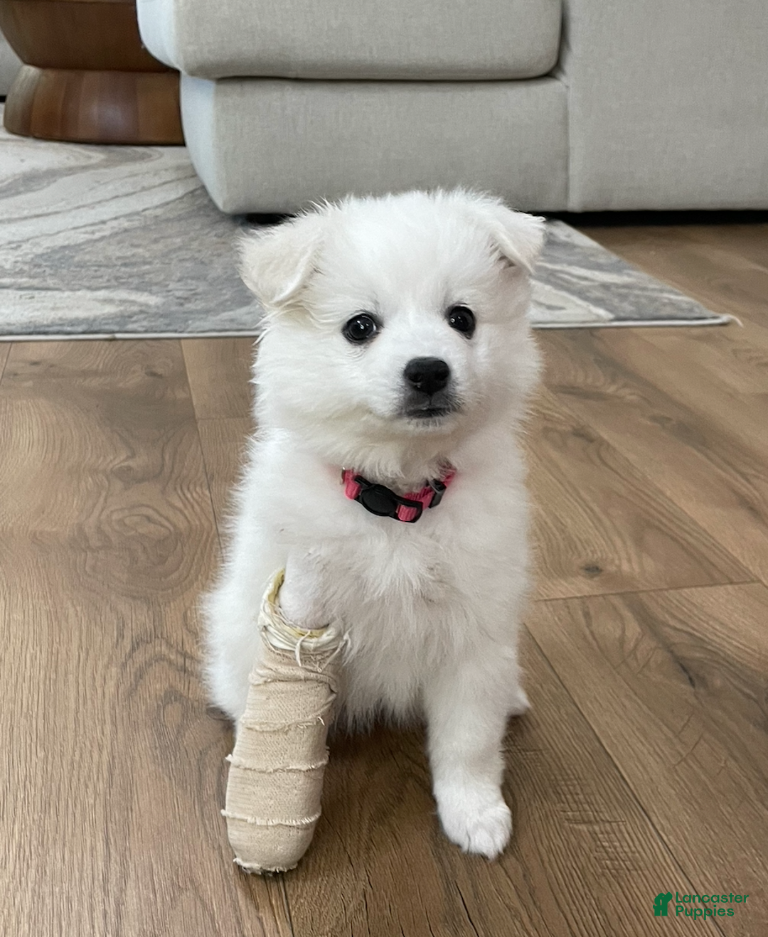 American Eskimo dogs for sale: Coconut - Ad 3