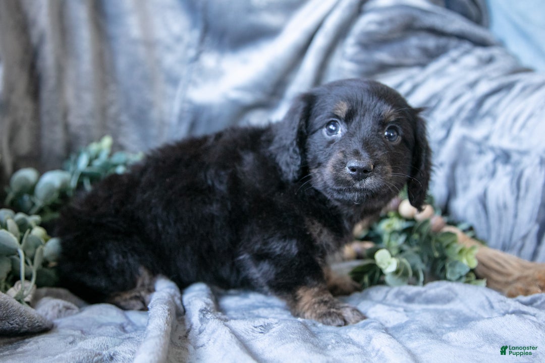 Mixed Breed dogs for sale: Dusty - Ad 3