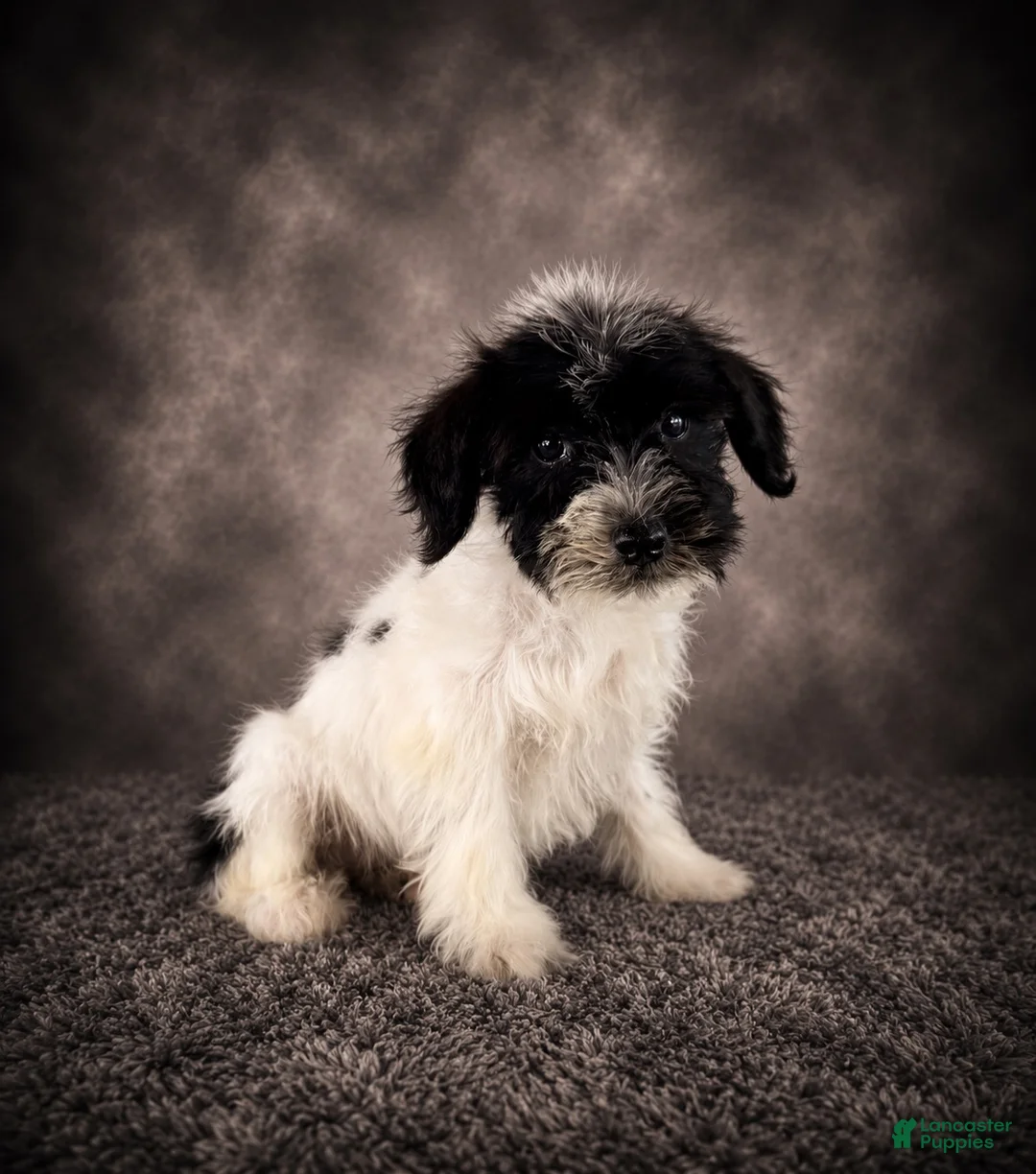 Miniature Schnauzer dogs for sale: AKC Skye - Ad 4