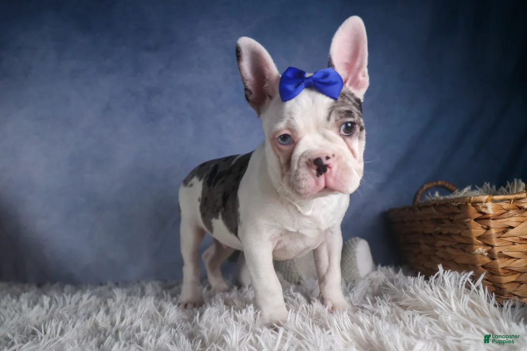 Frenchton dogs for sale: ISAAC - Ad 9