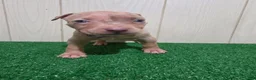 American Bully dogs for sale: American Bully XL Puppy 10 (Purple Collar) - Ad 4