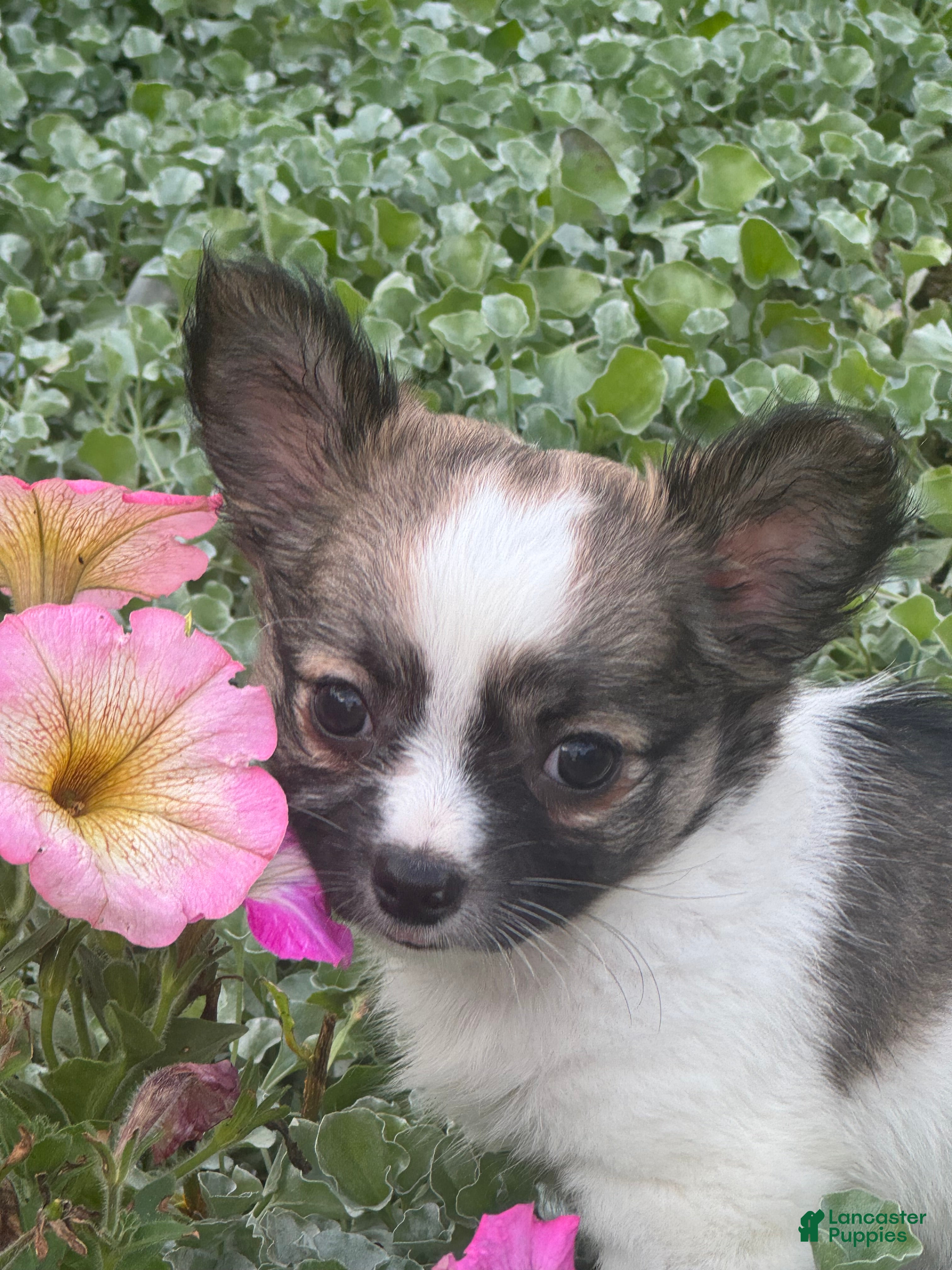 Chihuahua dogs for sale: Fern - Ad 1