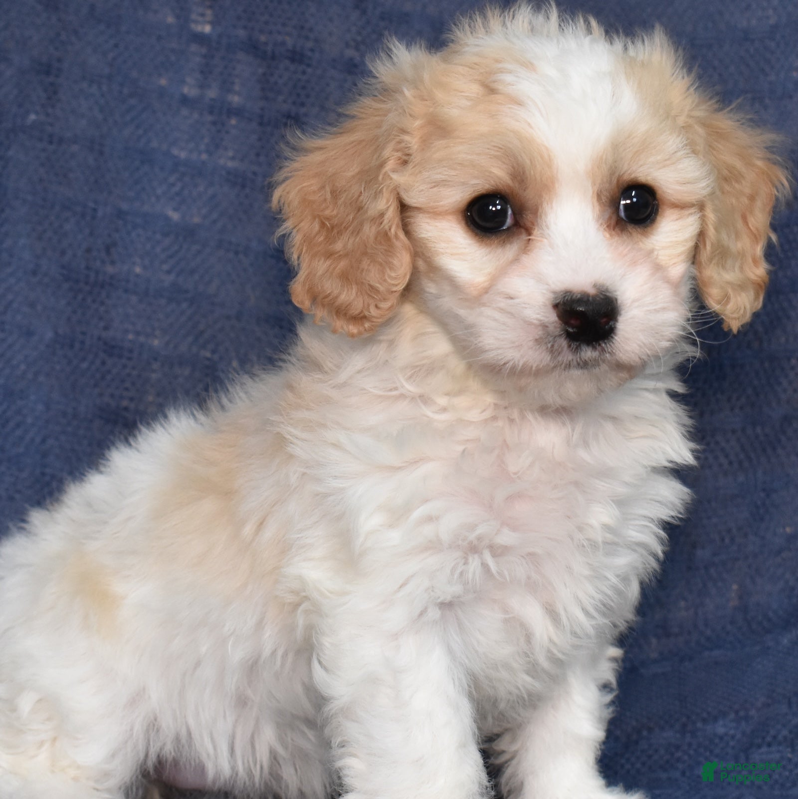 Cavachon dogs Willow  - Ad 2