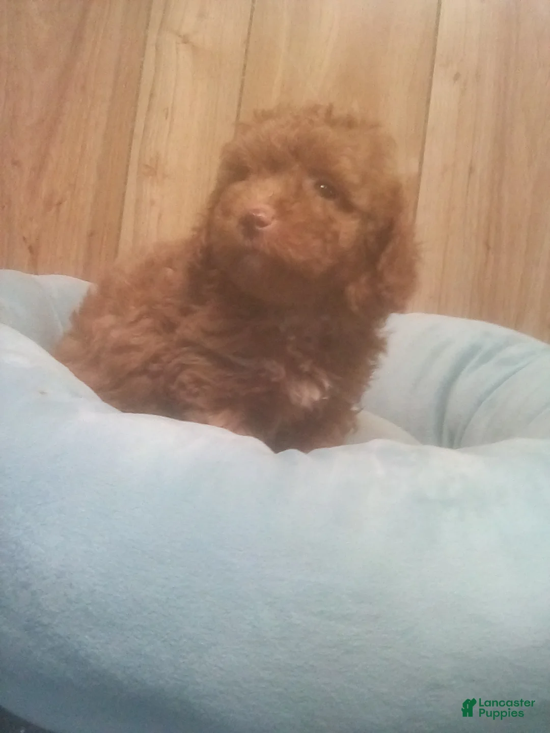 Toy Poodle dogs for sale: Toy Poodle 4 - Ad 7