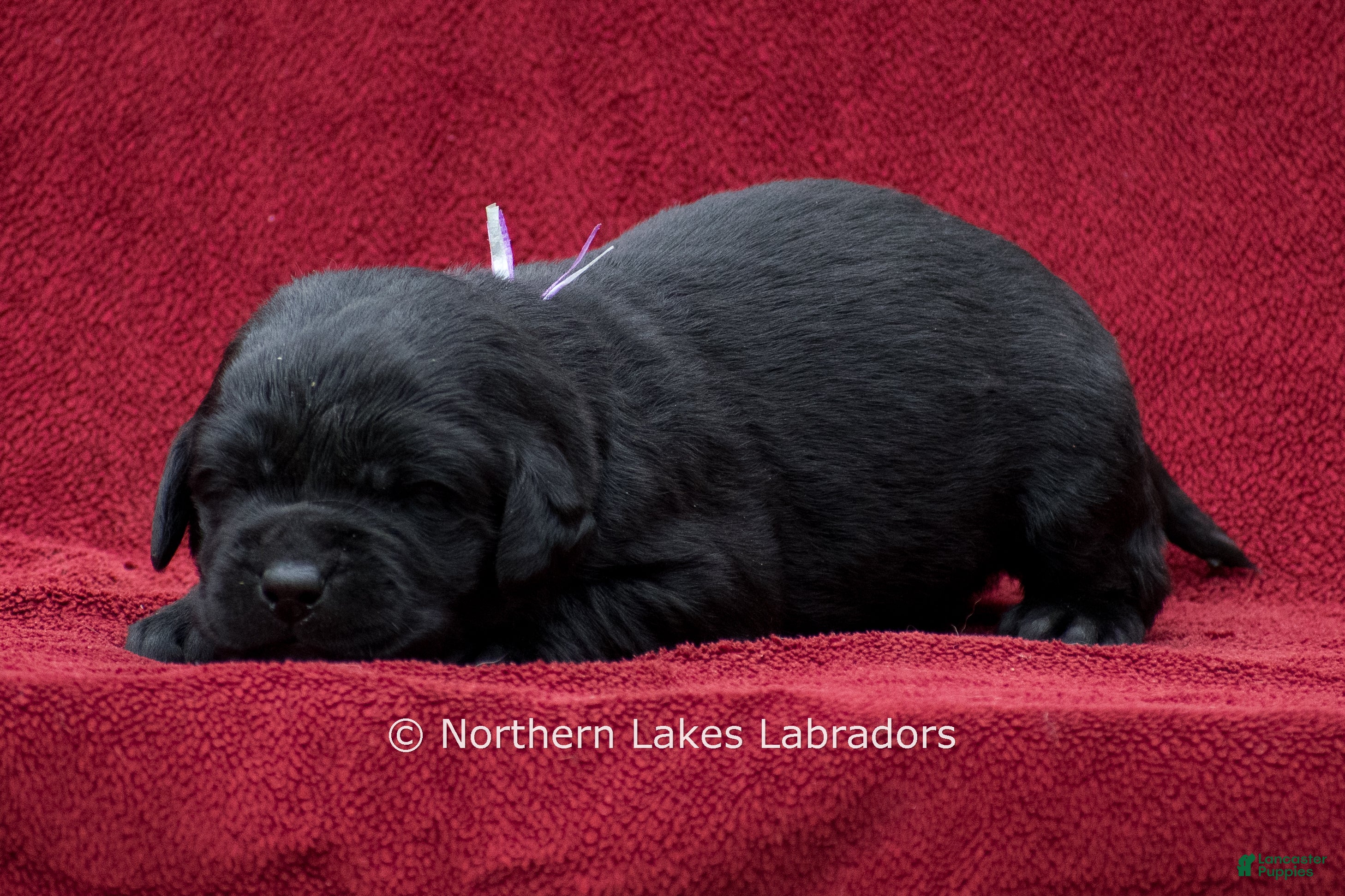 Labrador Retriever dogs Noble - Ad 40