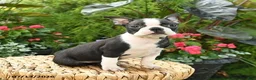 Boston Terrier dogs for sale: Bonnie - Ad 5