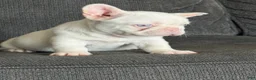 French Bulldog dogs for sale: Pink Bella - Ad 8