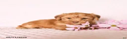 Yorkshire Terrier dogs for sale: Chelsey - Ad 2