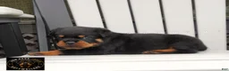 Rottweiler dogs for sale: Rio - Ad 2