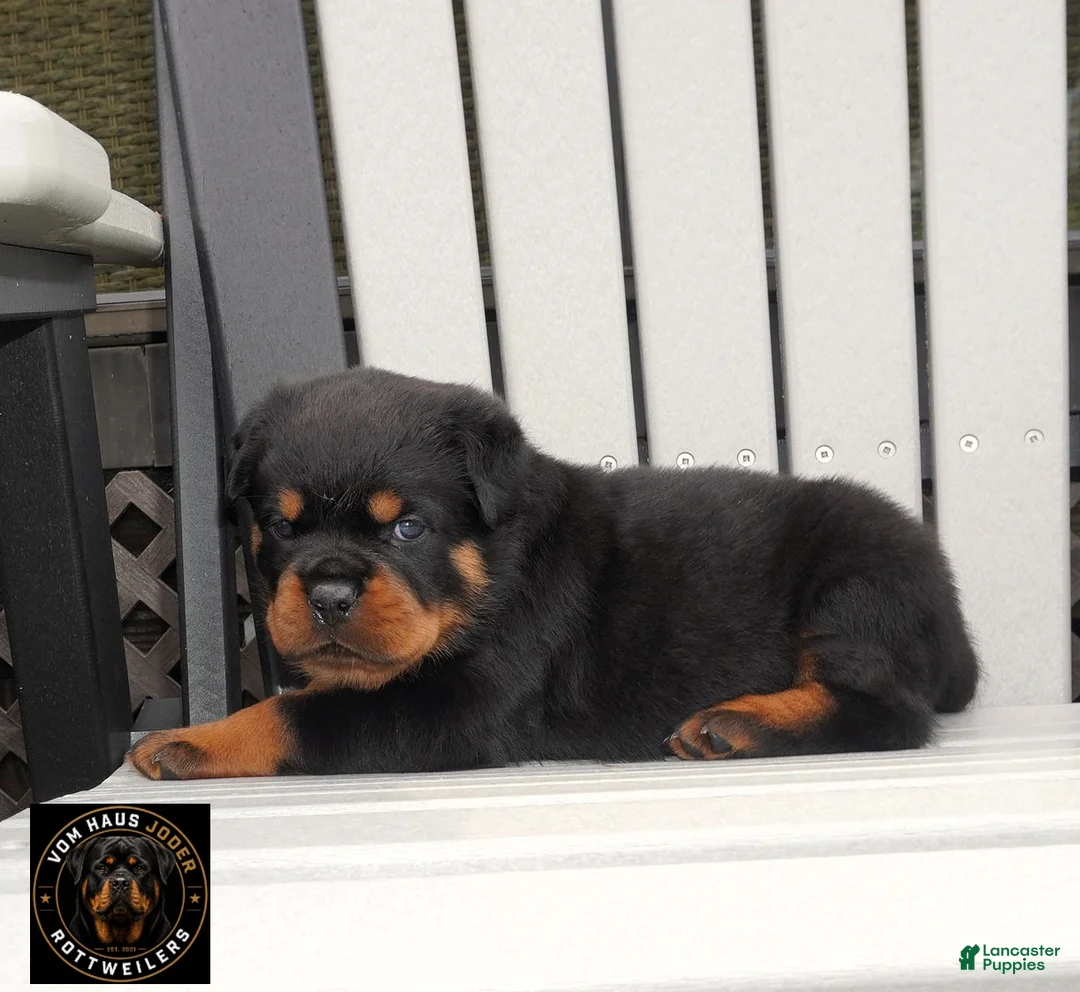 Rottweiler dogs for sale: Rio - Ad 2