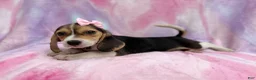 Beagle dogs for sale: Piglet - Ad 1