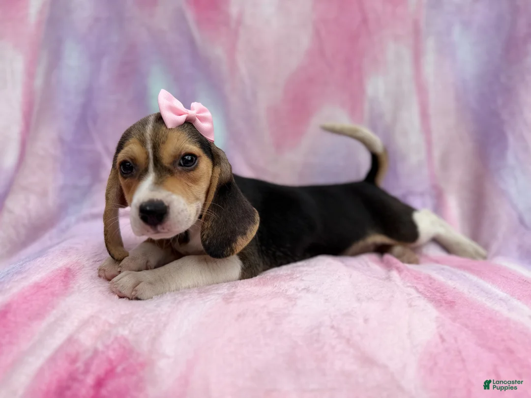 Beagle dogs for sale: Piglet - Ad 1