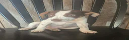Mixed Breed dogs for sale: Ozzy - Ad 3