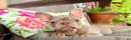 French Bulldog dogs for sale: ISABELLA MOON PIE - Ad 2