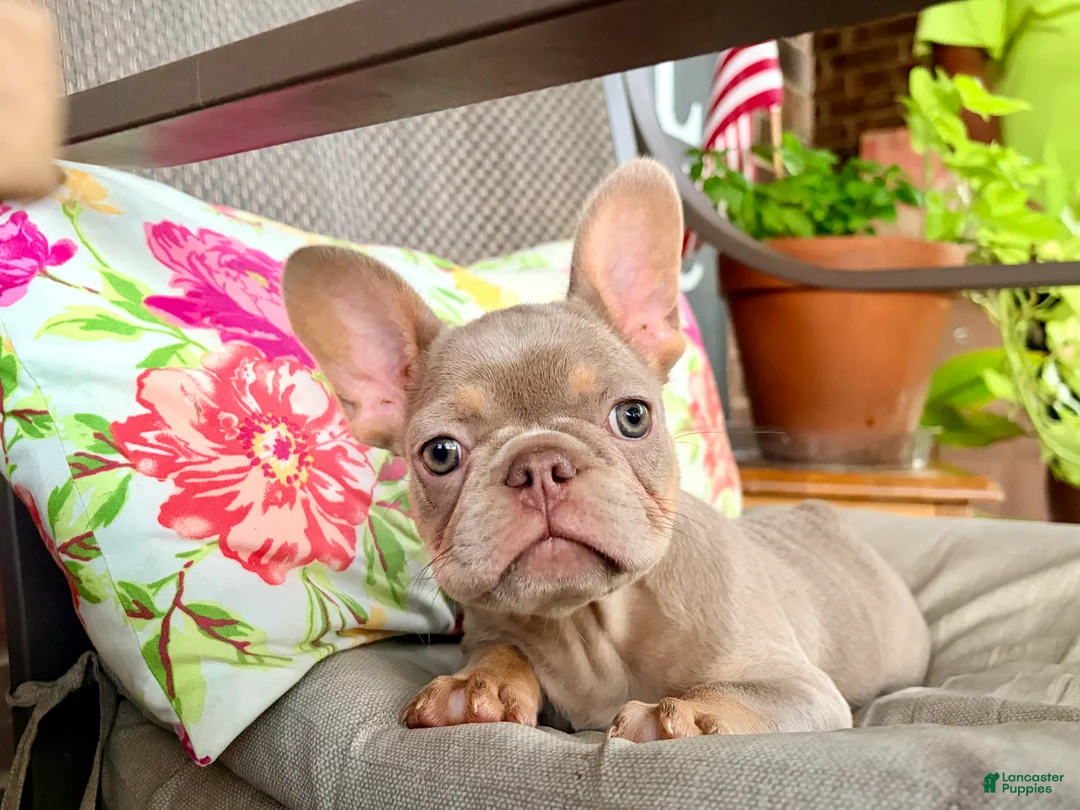 French Bulldog dogs for sale: ISABELLA MOON PIE - Ad 2