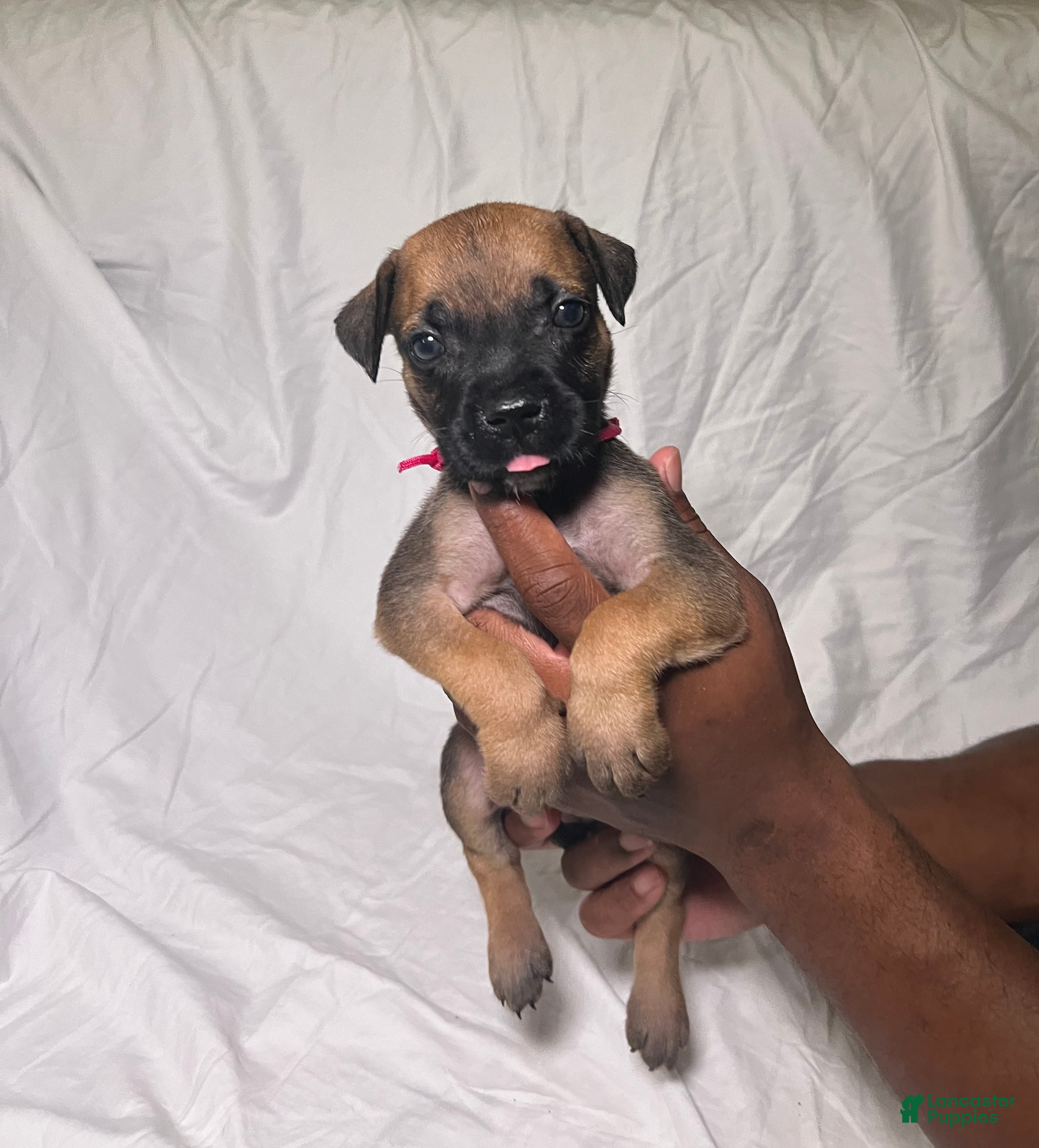 Presa Canario dogs Presa Canario 6 - Ad 14