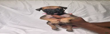 Presa Canario 6
