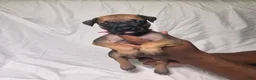 Presa Canario dogs for sale: Presa Canario 6 - Ad 1