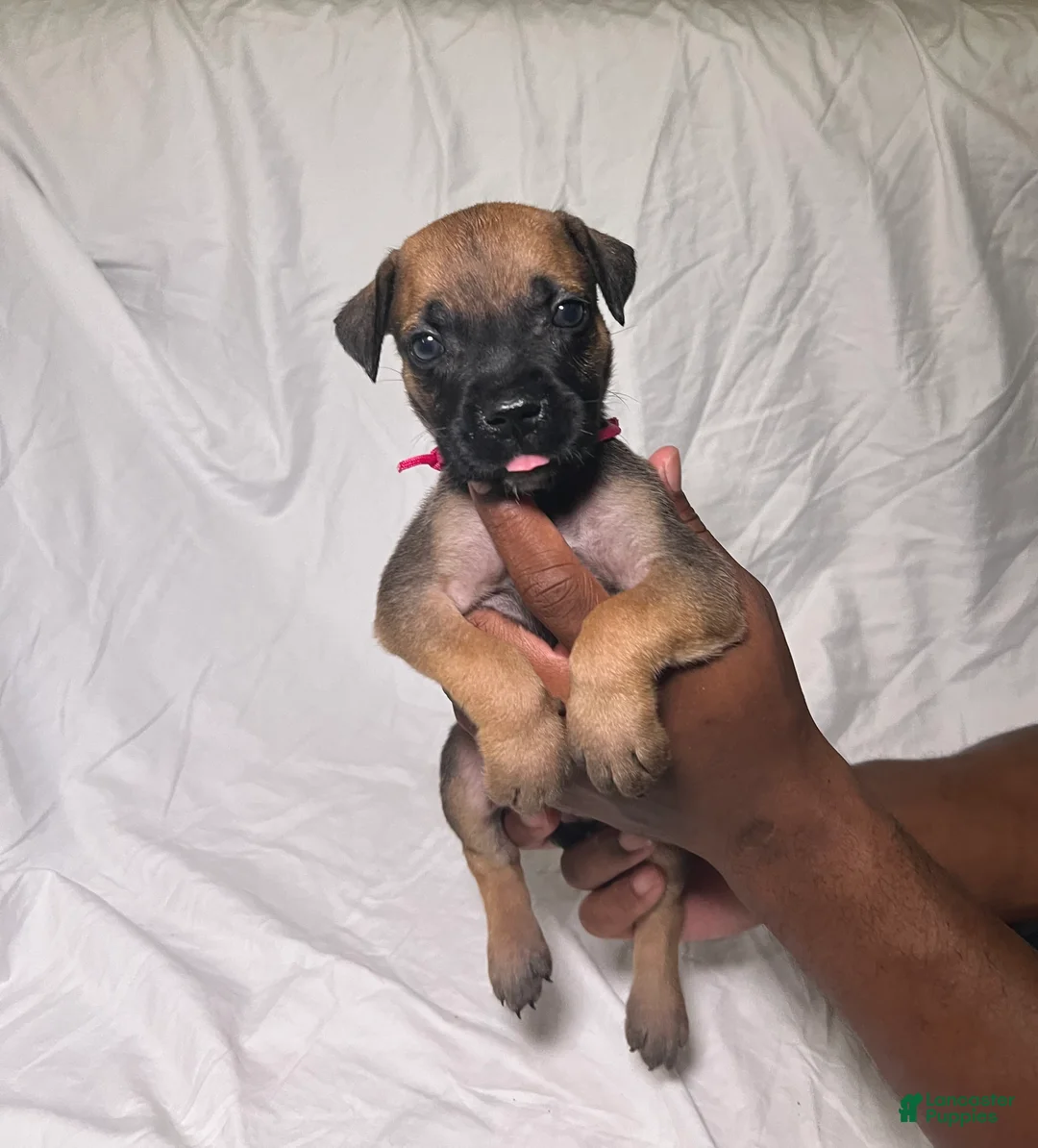 Presa Canario dogs for sale: Presa Canario 6 - Ad 1